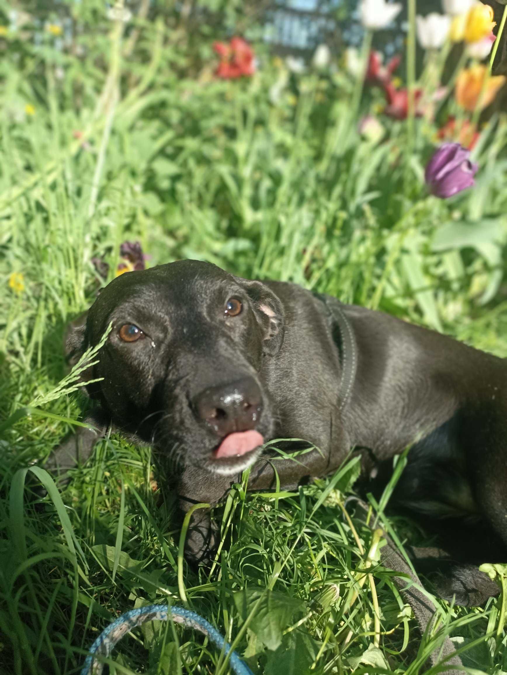 PIĘKNA CZARNA SUCZKA  w typie mini LABKA do adopcji  :)