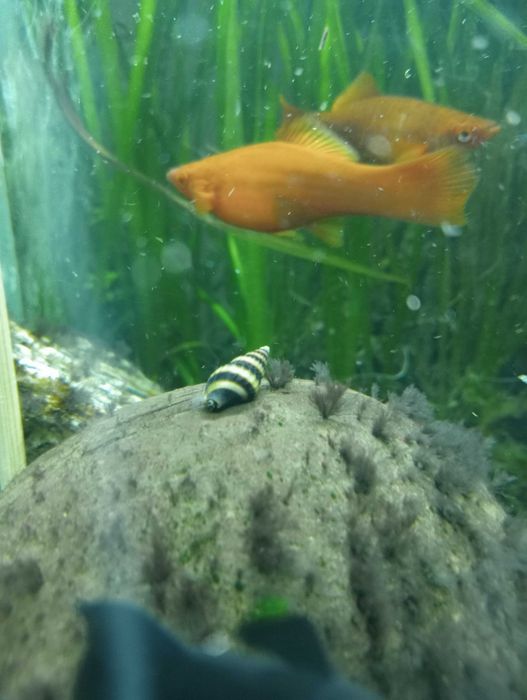 Ślimak Helenka. Mieczyki molinezje, kiryski