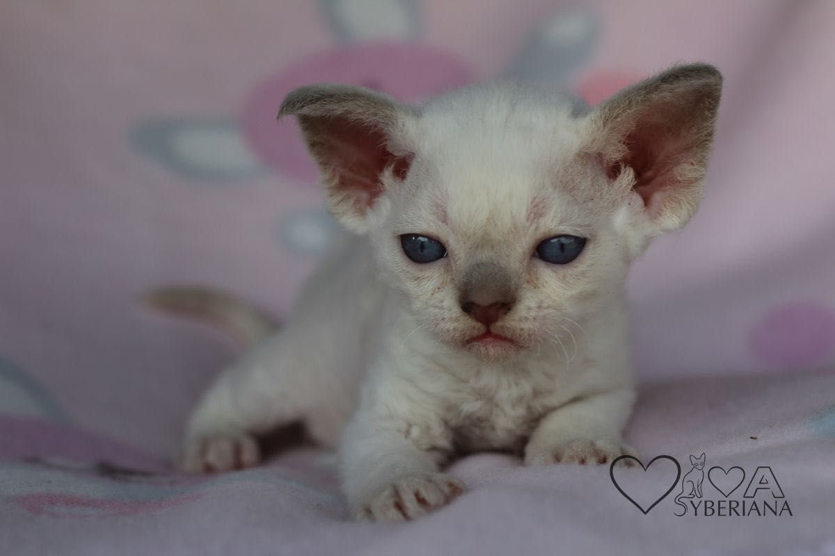 Kocurek niebieskooki Devon rex