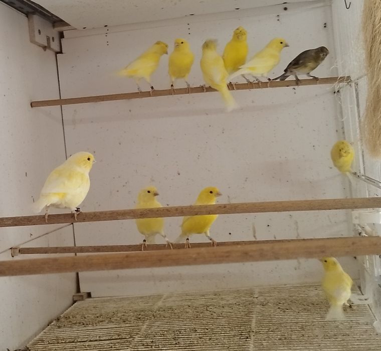 Canários amarelos