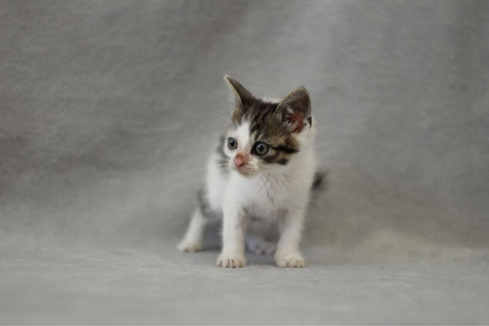 Kotka do adopcji