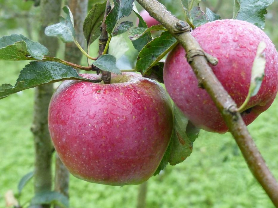 Świeże jabłka prosto z sadu – Florina, Golden, Champion