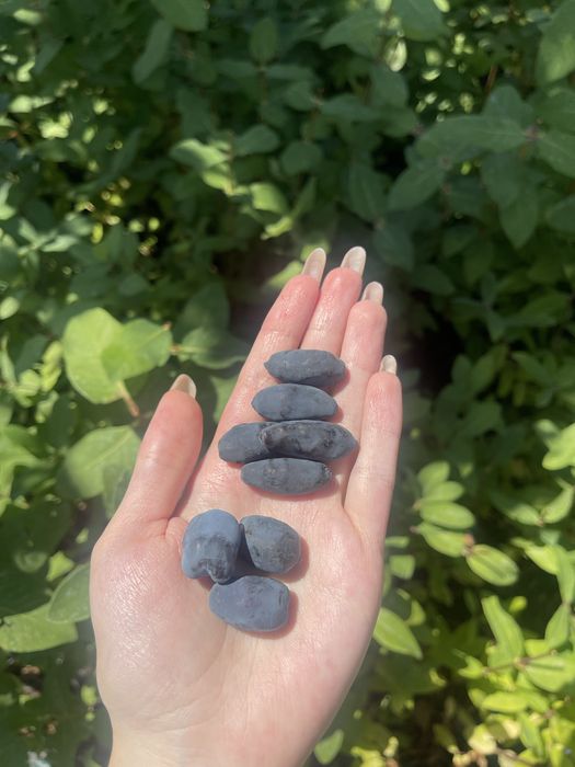 Жимолость саджанці 3 річні