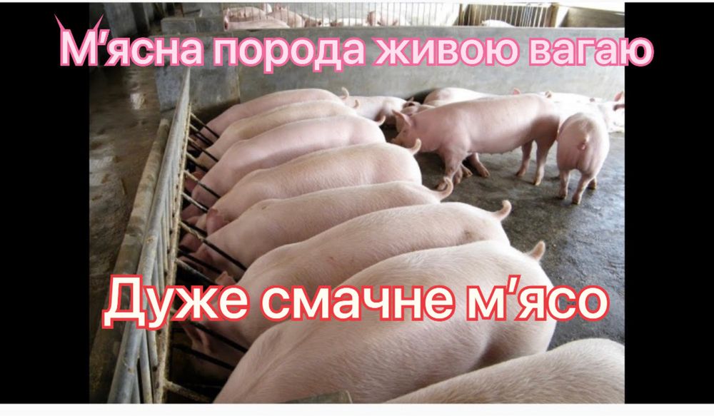 Продам свині . Жива вага .