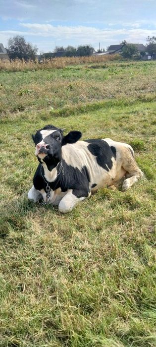 Продам залучену тилицю