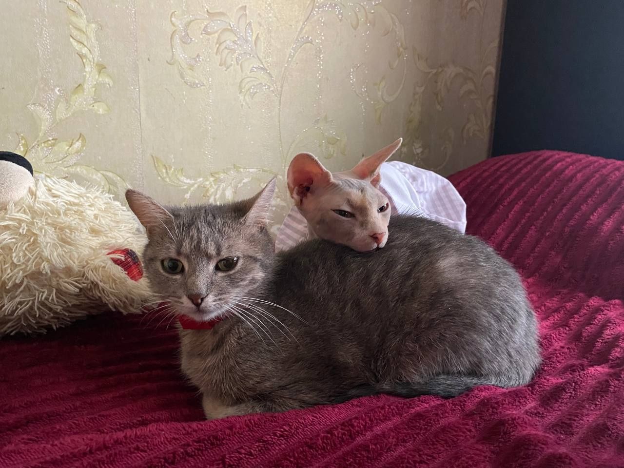 Отдам в добрые руки