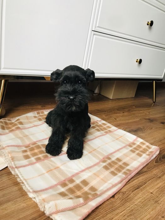 Sznaucer Miniaturowy