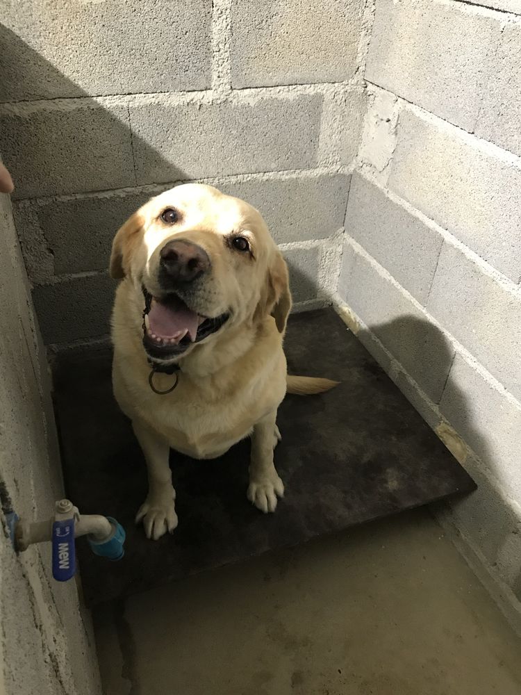 Labrador Retriever FEMEA
