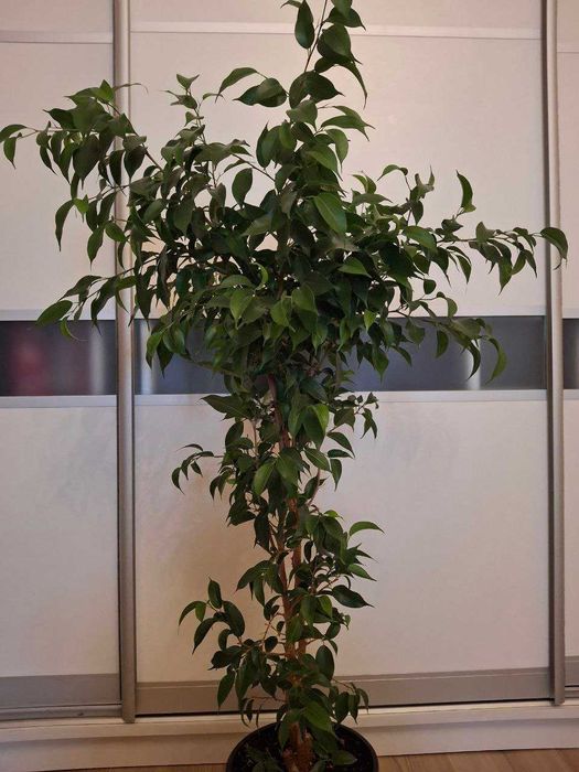Фикус Бенджамина зеленый 90 см. Вишневое-Крюковщина