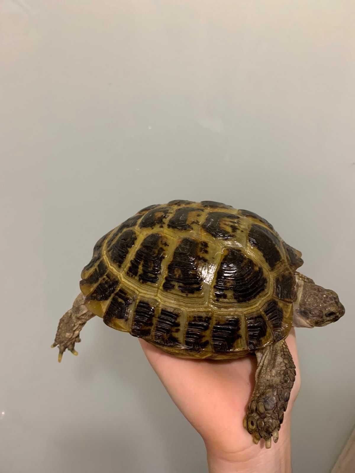 сухопутная черепаха азиатская - 13-15 см самец и самка