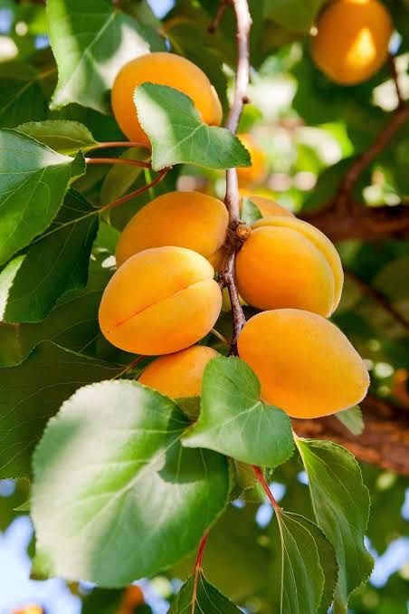 Продам саджанці сажанці абрикоса