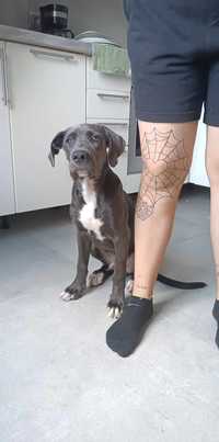 Cane corso szczeniak do adopcji pies w typie samiec