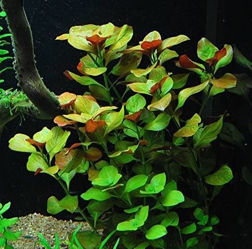 LUDWIGIA Repens Rubin