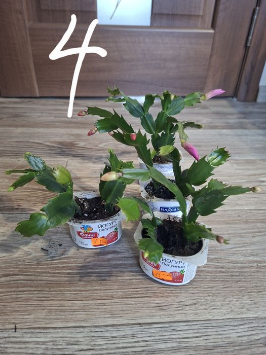 Квіти, шлюмбергера, різдвяник