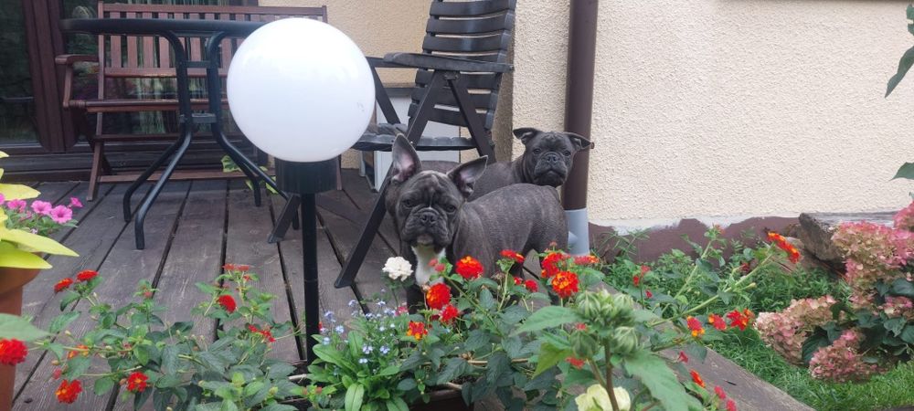 Bludog francuski BLUE niebieski SAMCZYK + GRATISY
