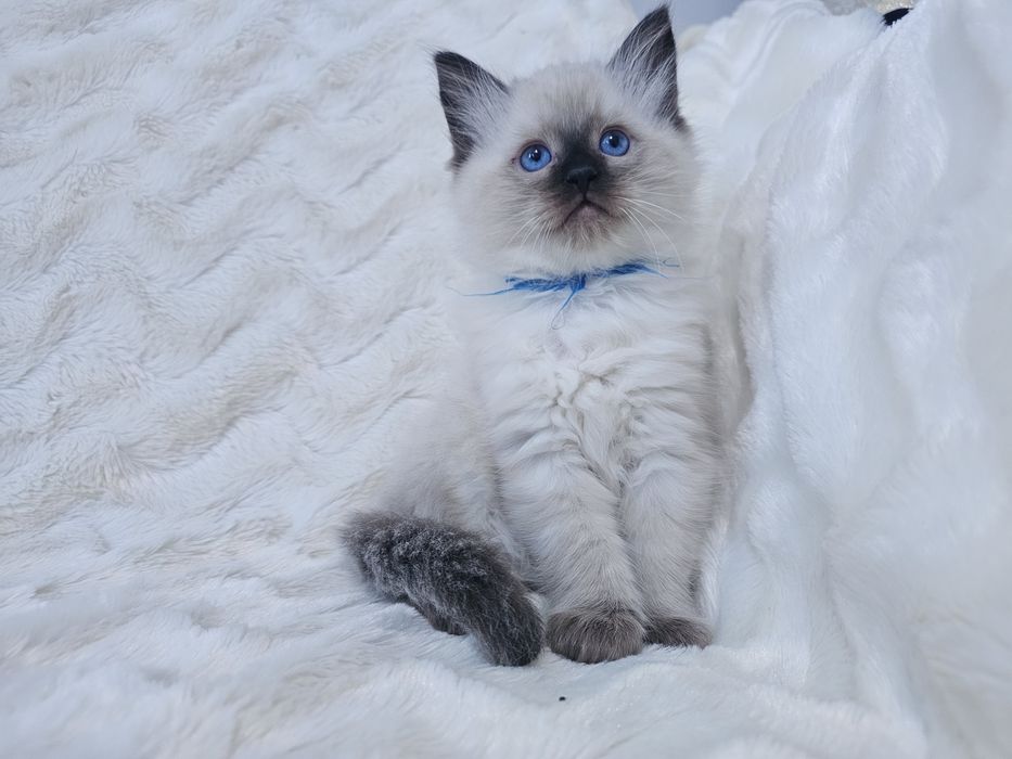 Kocurek Ragdoll z rodowodem (kocięta Ragdoll) gotowy do odbioru