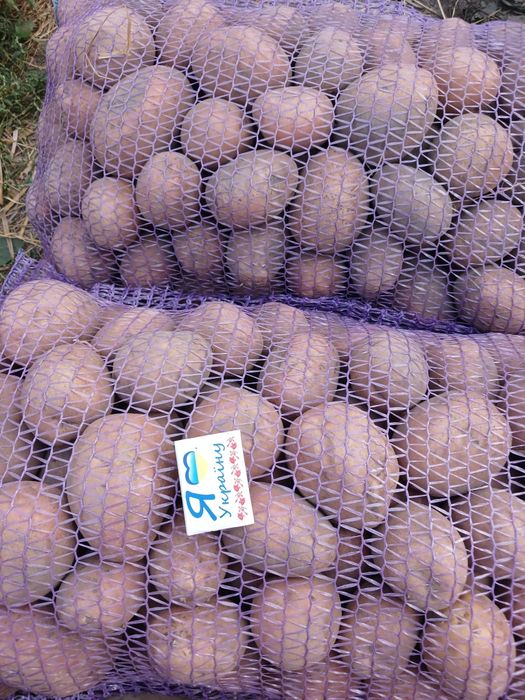 Продам картопля вирошчана нагноєві без нітратів белароса королева ана