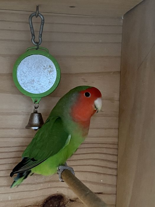 Agapornis  Longfeather