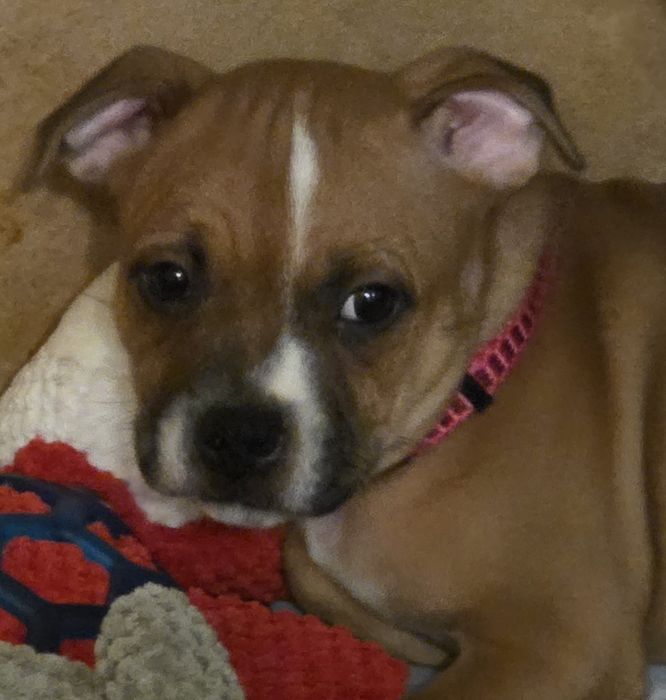 Staffik     Staffordshire Bull Terier