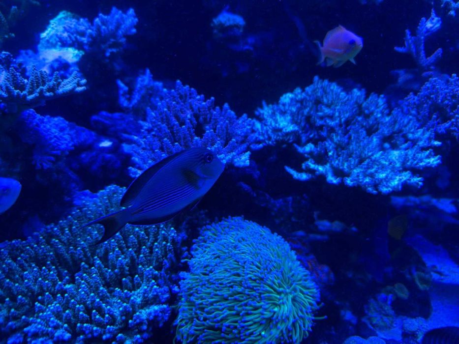 Acanthurus sohal - Pokolec królewski