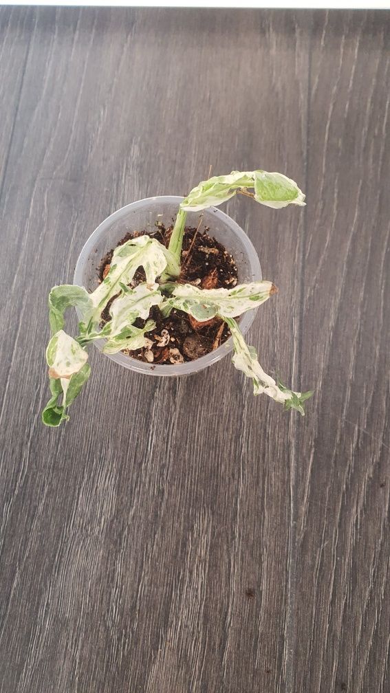 Monstera Frozen freckles variegata