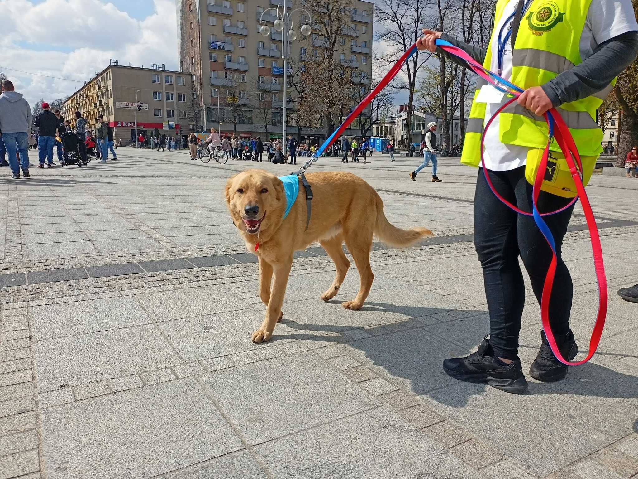 Przyjazny, lubiący głaskanie Kali marnuje się w schronisku !