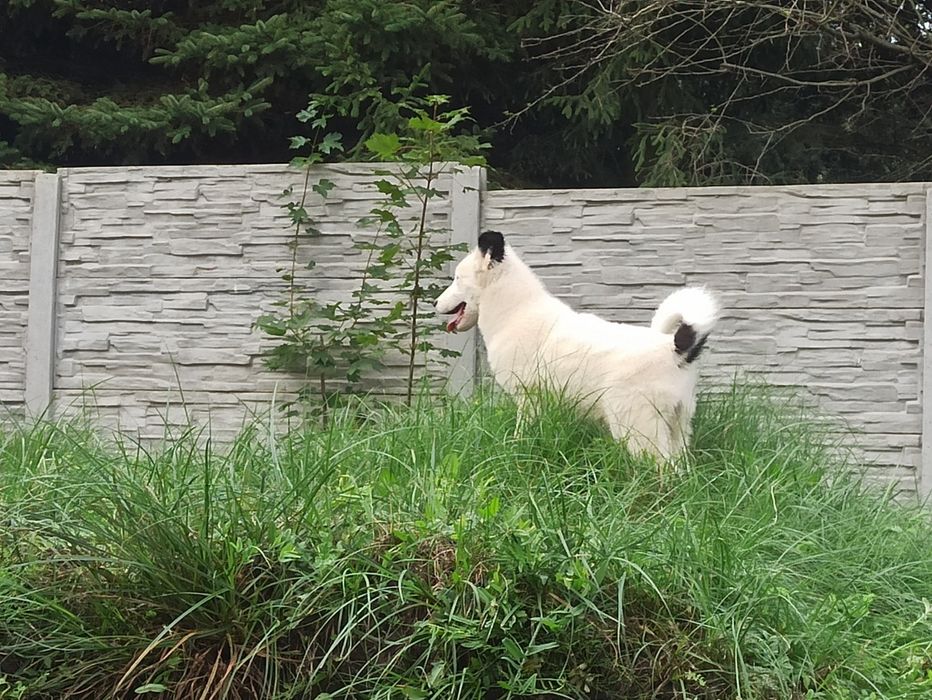Łajka jakucka nie owczarek nie samojed nie border