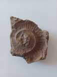 Skamielina  amonit
