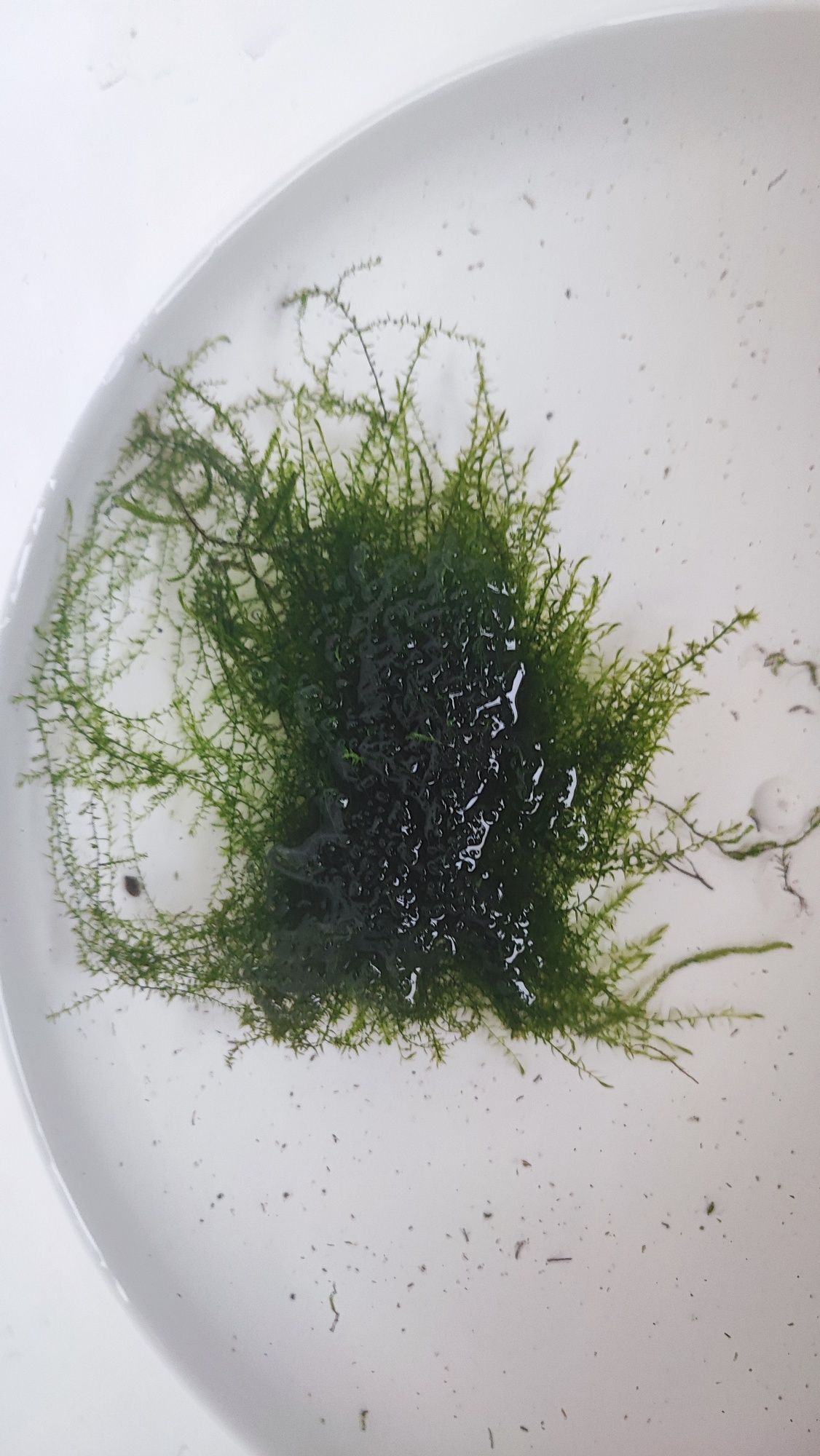 Mech Stringy moss roślina akwariowa