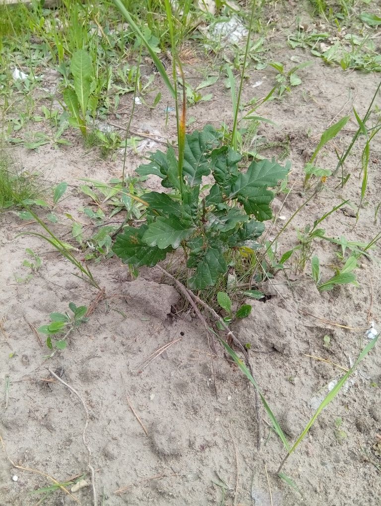 Młode sadzonki dębu pospolitego