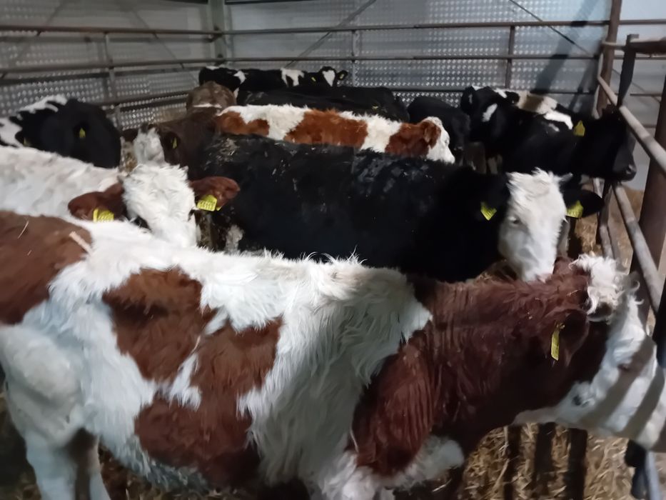 Sprzedam jałowki odsadki 22 sztuki Polskie