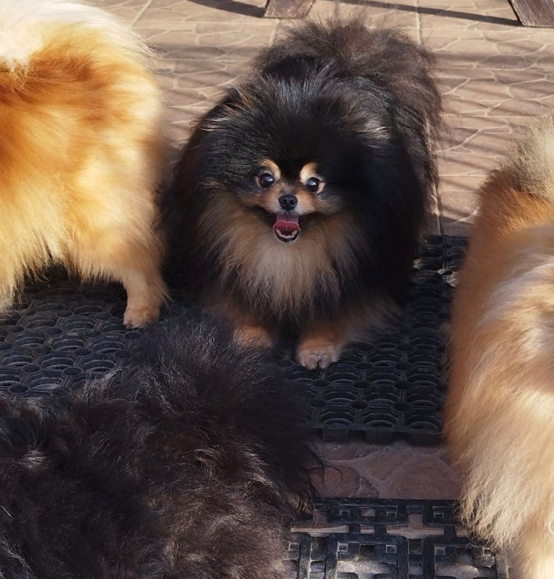 Pomeranian szpic miniaturowy Zkwp Fci