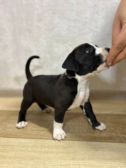 Цуценя Амстаф, Стафорд, чорно-біле, Американський стафф терʼєр