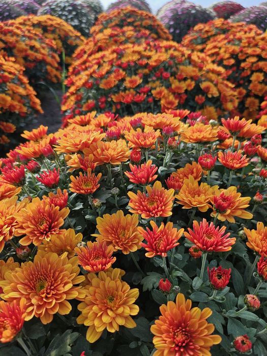 Chryzantemy drobnokwiatowe