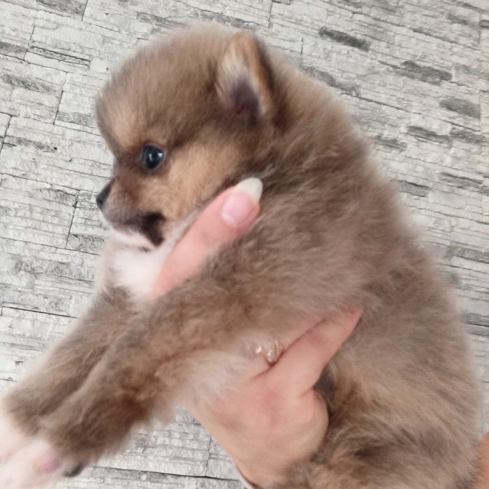 Pomeranian* szpic miniaturowy piesek ***mega slodziak