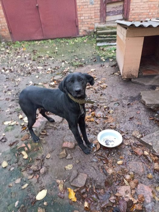 В добрі руки безкоштовно песик