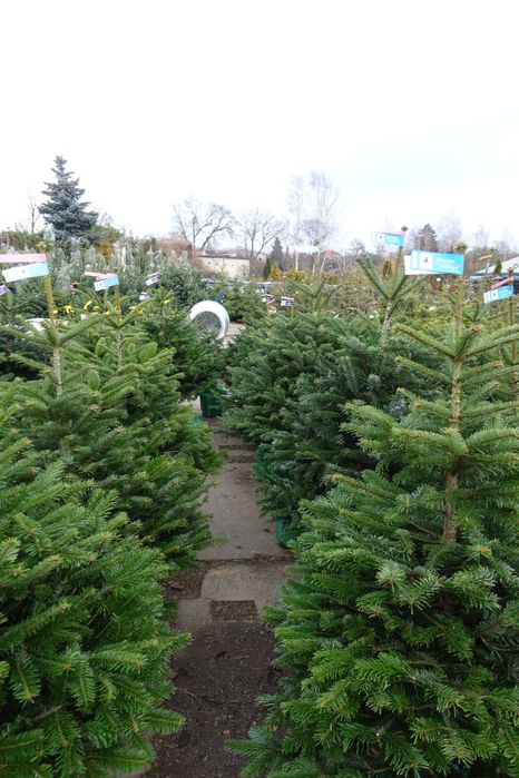 CHOINKI ŁÓDŹ EXTRA Jodła cięta, Świerk, Jodła rosnące w donicach