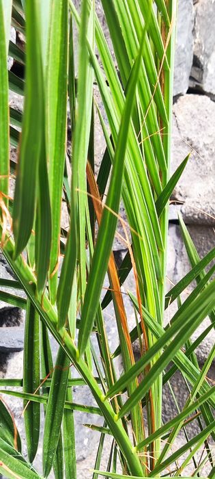 Tamareiras de jardim - plantas jovens (Madeira)