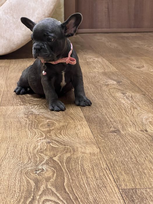 Голубі хлопчик та дівчинка