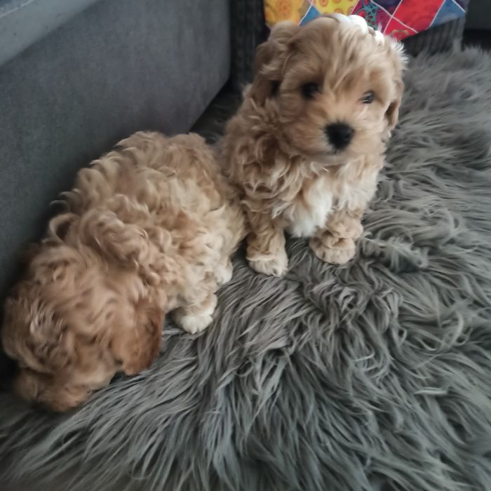 Maltipoo F1-chłopczyk*małopolska