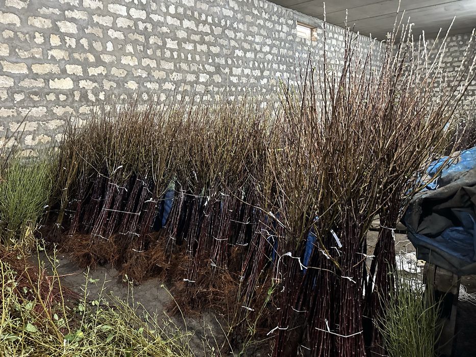 Продам саджанці плодових дерев ОПТ