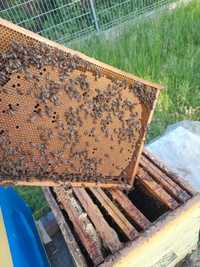 Odkłady pszczele na ramce Dadant