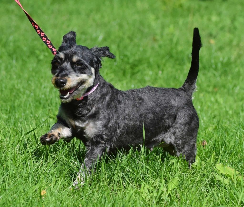 Emma w typie Jamnika do adopcji