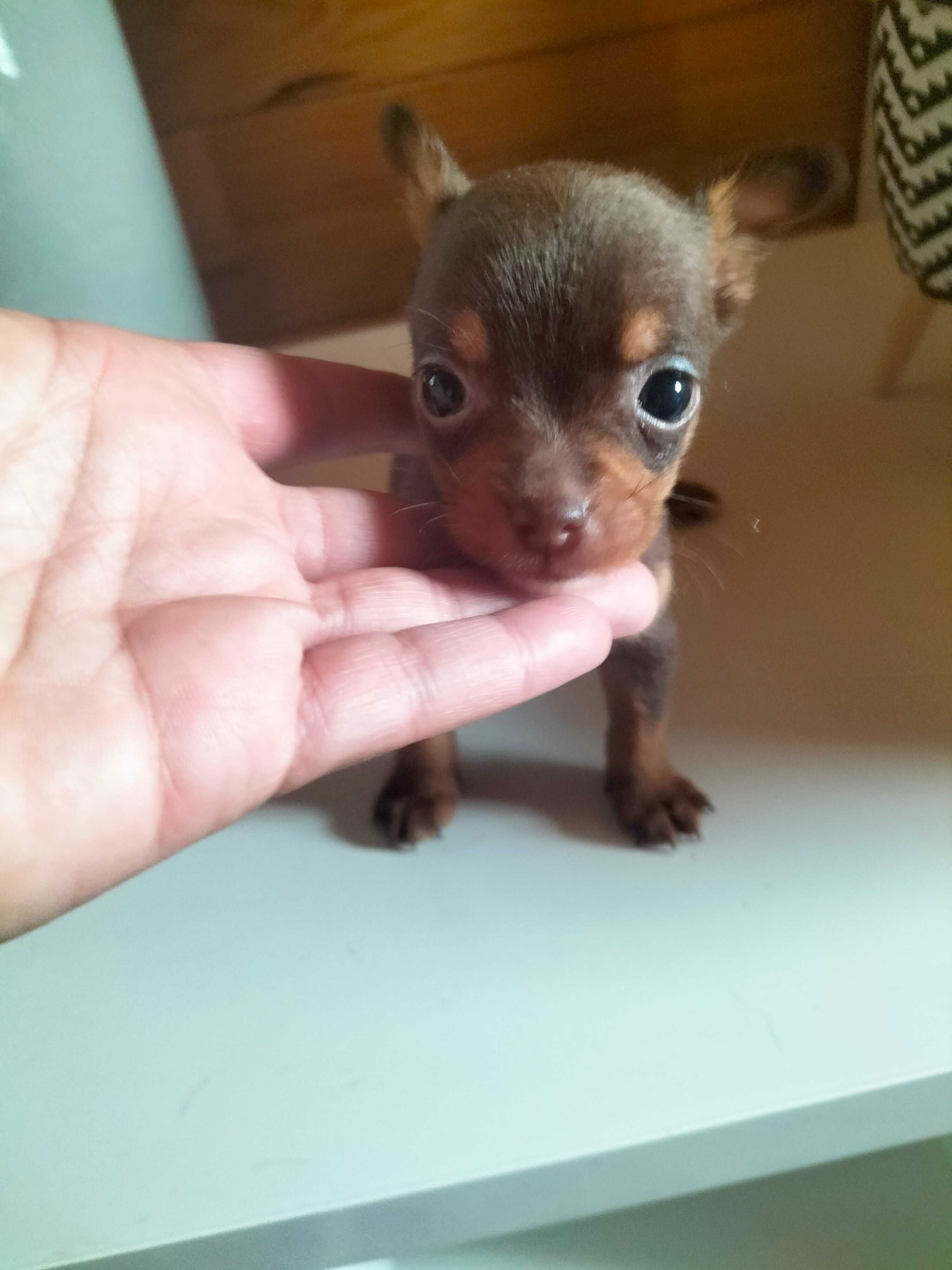 Pinscher chocolate t zero