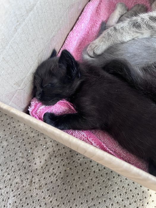 Кошенята хлопчики в добрі руки