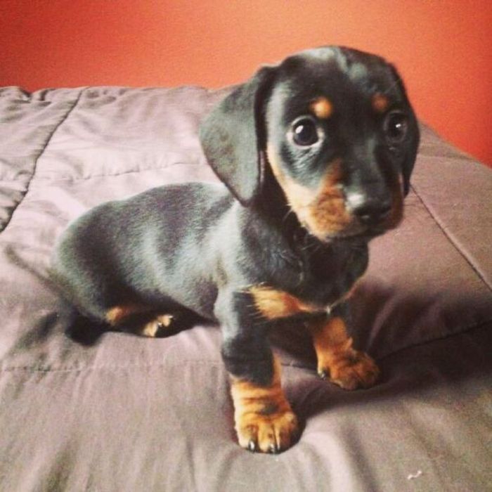 Чистокровні такси – знайдіть свого улюбленця!