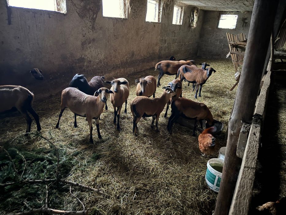 Owce kameruńskie