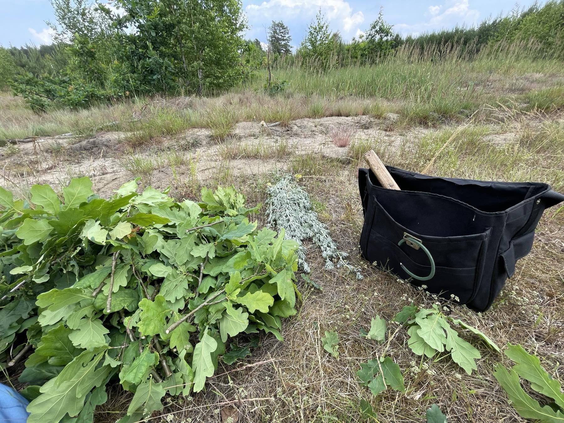 Продам віники для бані