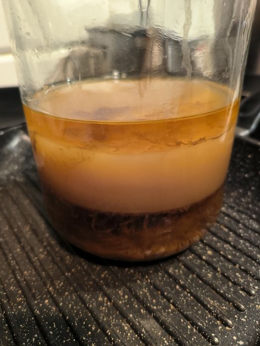 Ogromny grzybek kombucha combucha Scooby