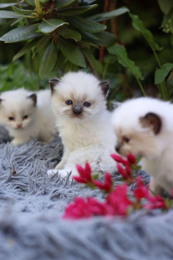 Ragdoll Ragdolle kocurek seal mitted